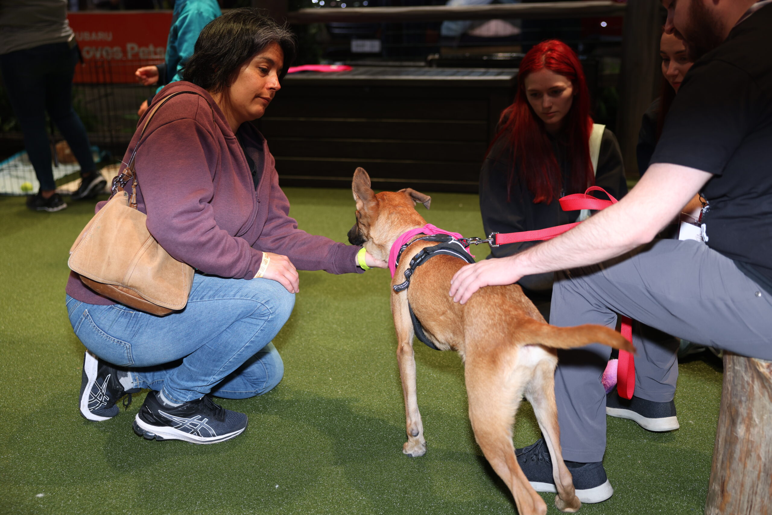 SUBARU LOVES PETS New York International Auto Show